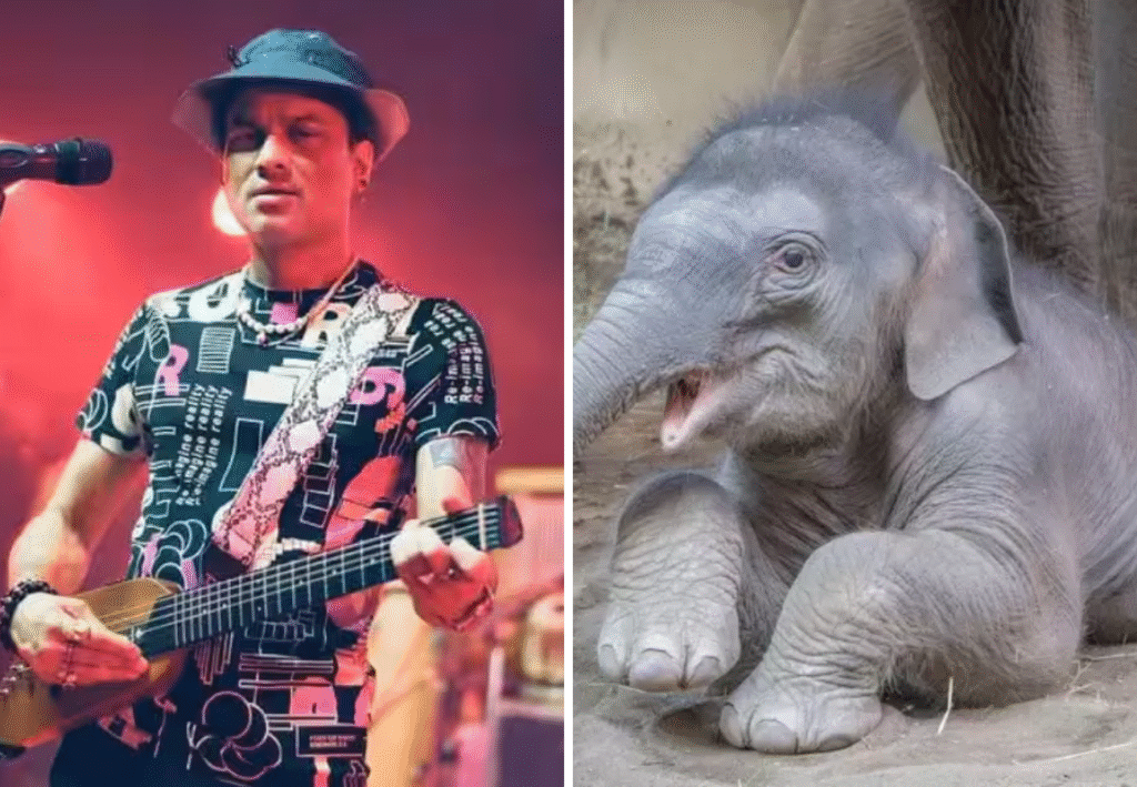 জুবিনের সুরে বনভূমির শ্রদ্ধাঞ্জলি, কাজিরাঙায় সদ্যজাত হস্তিশাবকের নাম ‘মায়াবিনী’